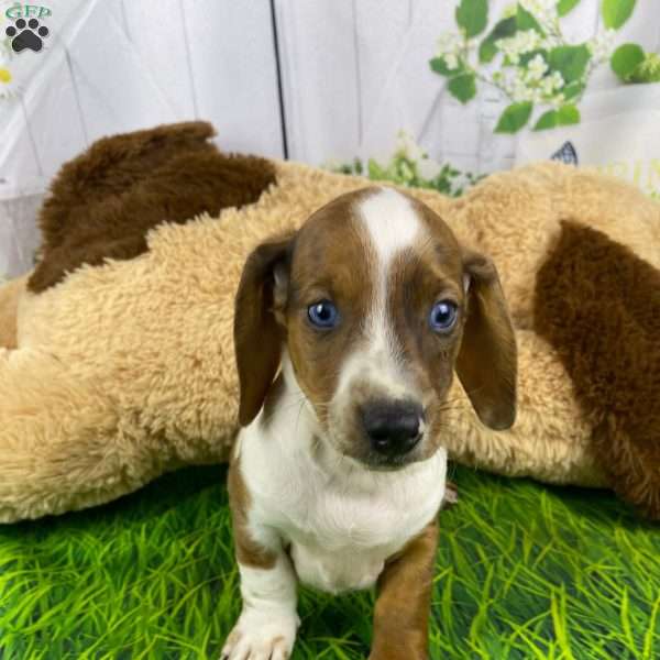 Leo, Dachshund Puppy